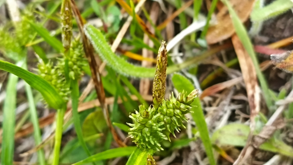 Carex demissa cedercreutzii