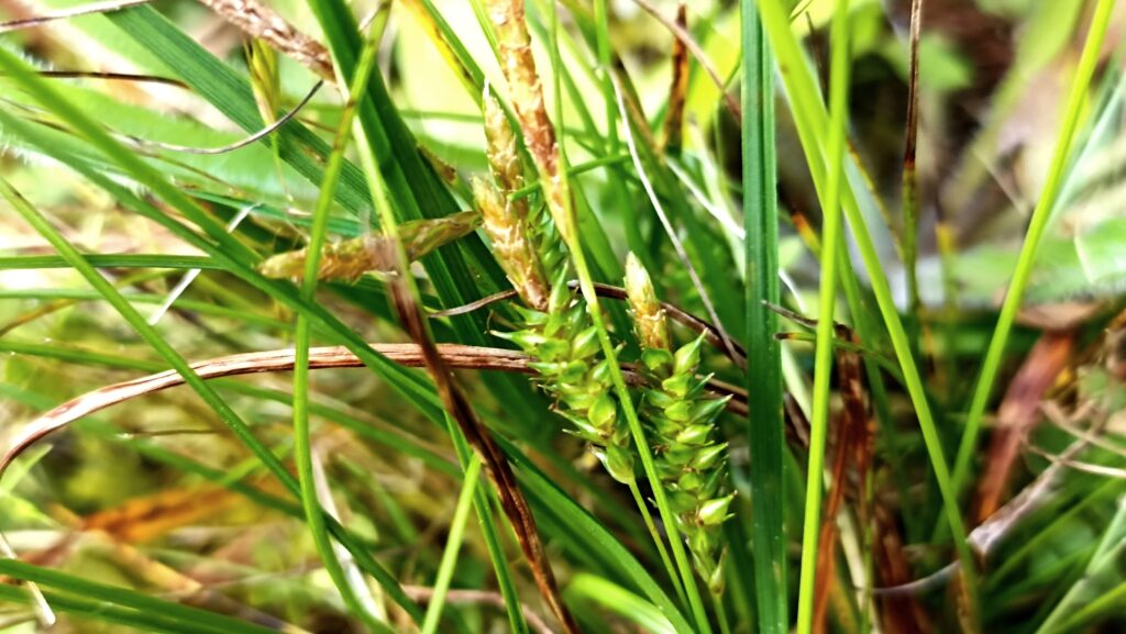 Carex laevicaulis