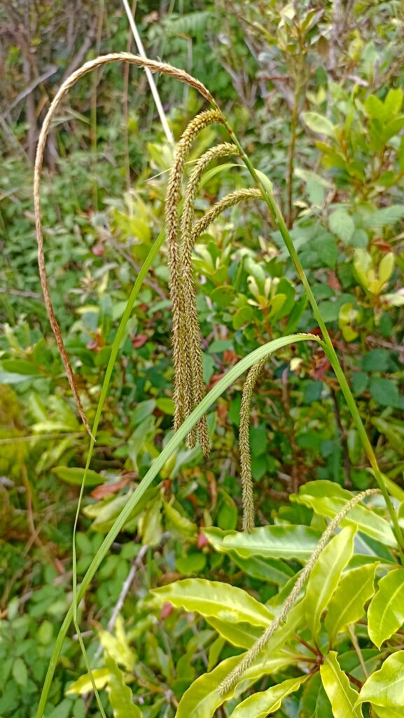 Carex leviosa