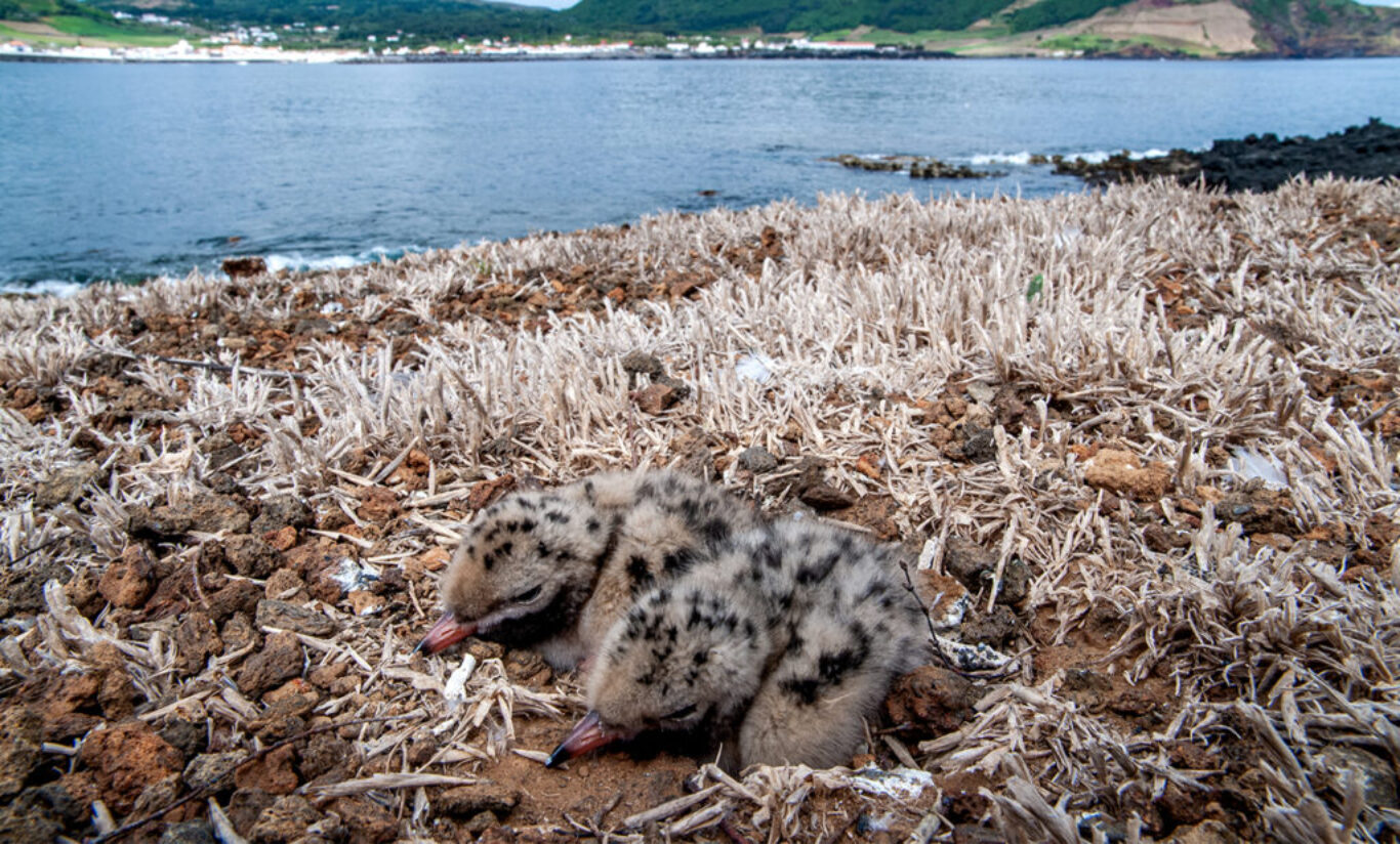 Conservation and biodiversity on Ilhéu da Praia