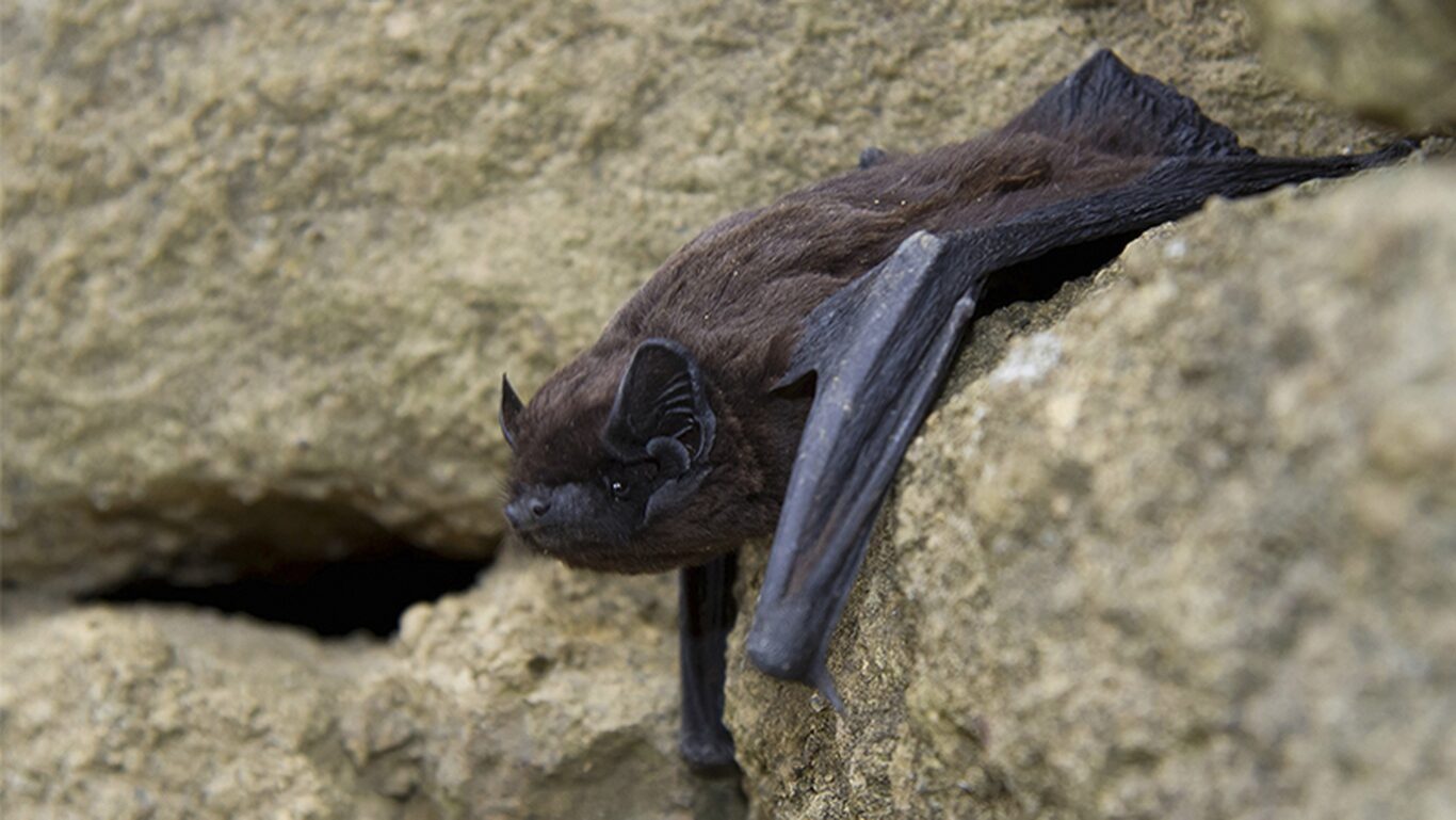 Morcego dos Açores (Nyctalus azoreum)